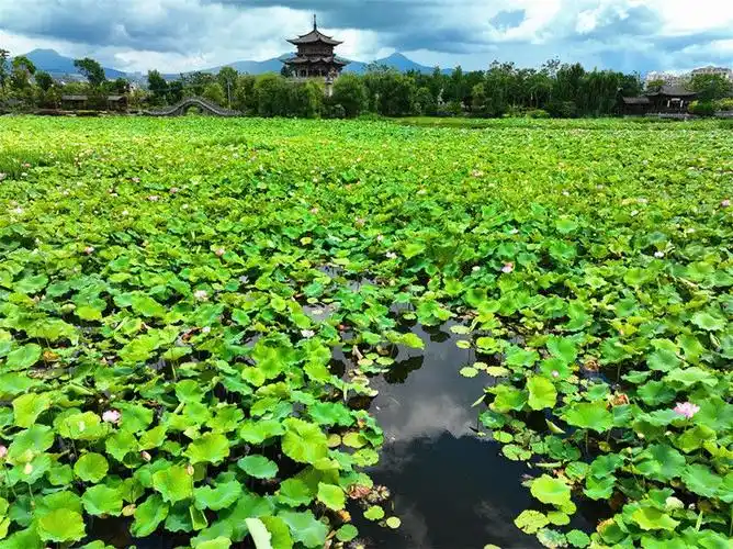 有一种叫云南的生活腾冲绿意随清风此景最清凉