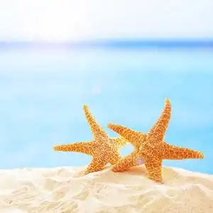 在沙滩上的海星图片