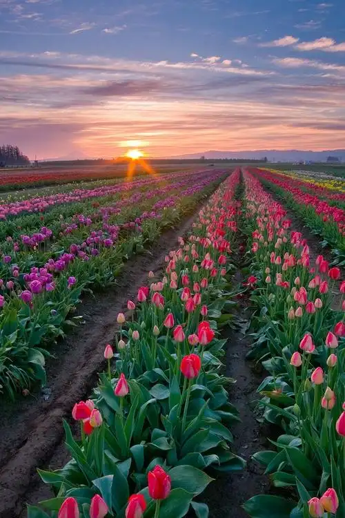 高清自然唯美浪漫风景手机图片