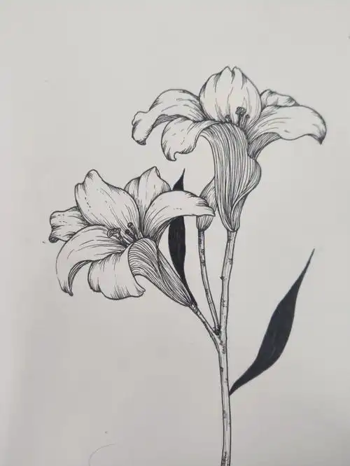 跟着我画一朵花吧来感受细节与线条的魅力