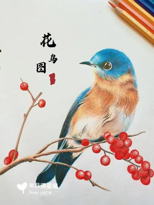 彩铅画步骤图鸟花鸟画手绘过程