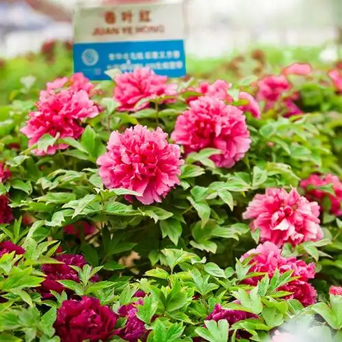 卷叶红-牡丹-藤本月季网