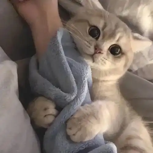 可爱猫咪头像 | 对你何止一句喜欢