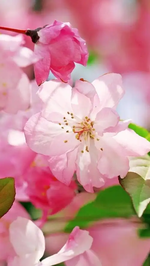 鲜花 清新 摄影 田园 绿色 自然 淡雅 风景名胜 壁纸 素材 锁屏 屏保