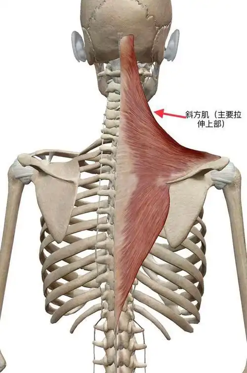 斜方肌解剖示意图