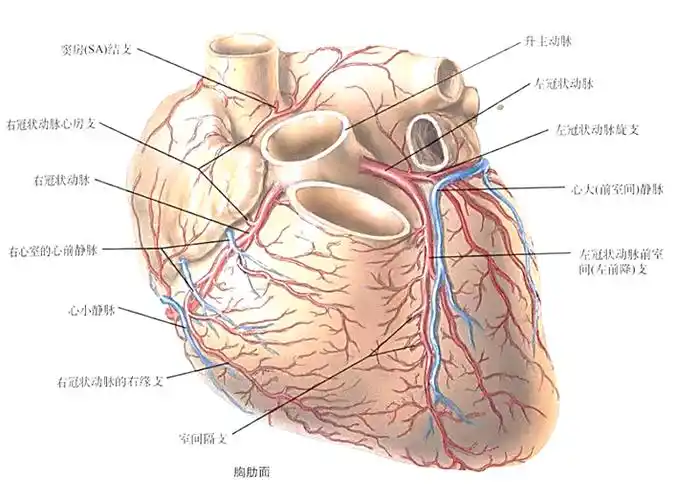 【心脏解剖】冠状动脉——前降支
