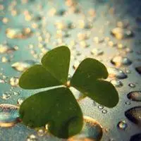 带有水珠的幸运草图片 有露珠的幸运草头像_微信头像图片大全