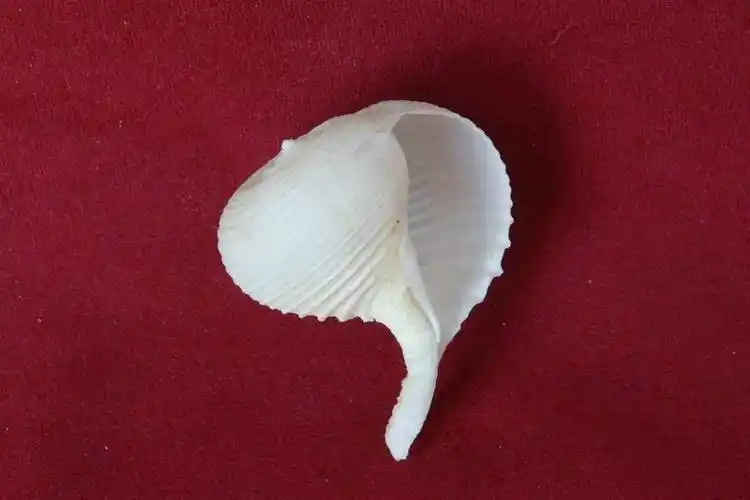 小贝壳大世界珍稀贝壳线上微展览