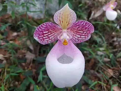长在高山上的野生硬叶兜兰,玉女兰花