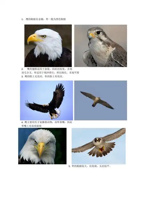 鹰和隼的区别