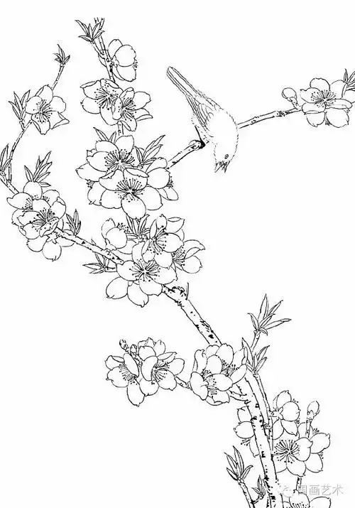 工笔线描桃花美