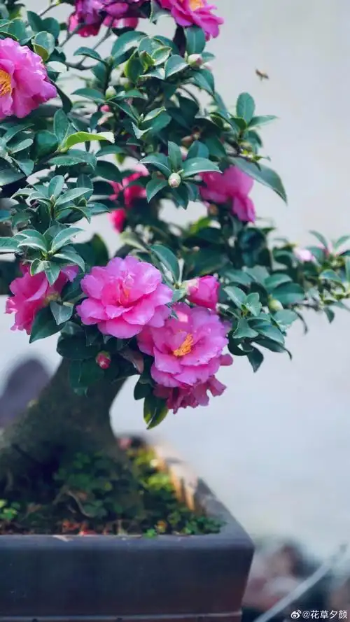 茶梅.盆景.#随手拍##植物#植物超话