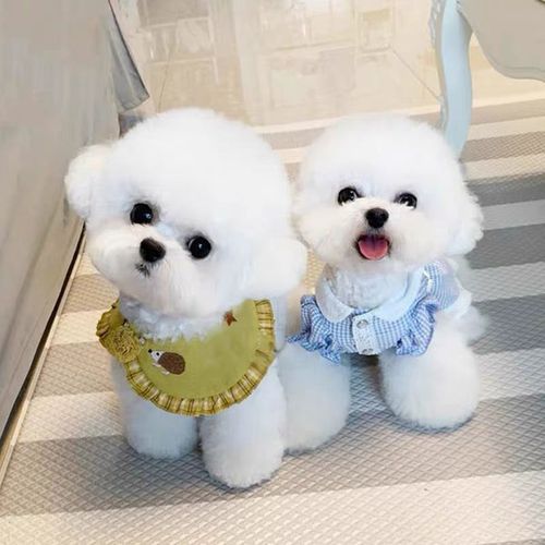 纯种比熊犬幼犬卷毛飞耳活幼体蠢萌犬迷你小型可爱宠物狗粘人幼犬