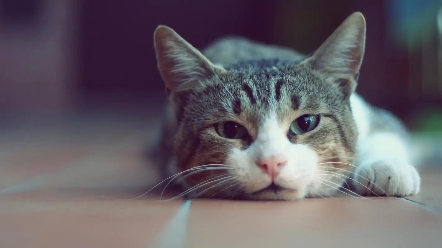 可爱的小猫图片高清宽屏桌面壁纸高清大图预览1920x1080_动物壁纸下载