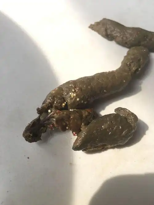 小狗拉出来的屎不正常请问是怎么回事 今天看拉的屎