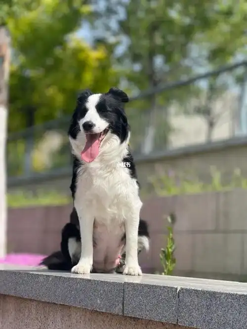 边牧怀孕52天出门晒太阳