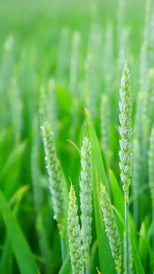 今天再给大家带来一组看起来很舒服的绿色养眼小清新的高清壁纸!