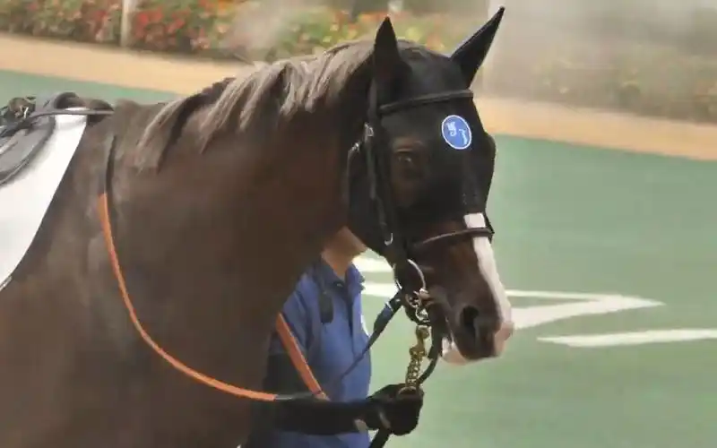 【黄金旅程近亲】有着美丽的眼睛和鬃毛的ポルトドール