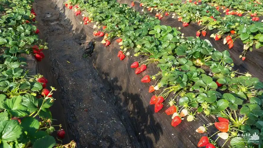 蓟州"芳草园"的草莓采摘正当时