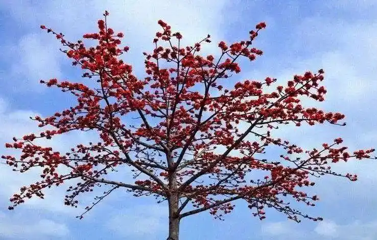 每年的五六月份,木棉花都开得格外灿烂.