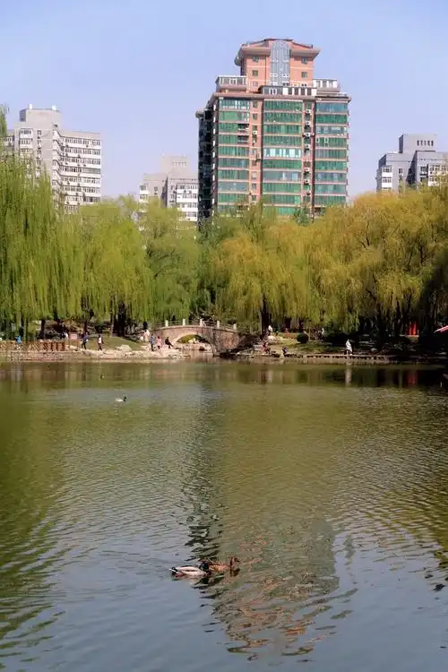 柳荫公园柳成荫