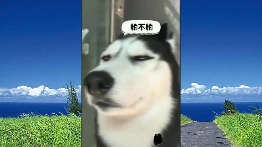 你能坚持不笑么 沙雕网友的日常 第二十一期