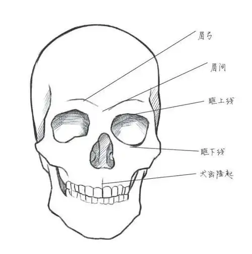 "看脸时代"从头部开始学习漫画入门技法
