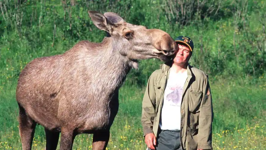 驼鹿主动"舍弃"鹿角的背后,是迫不得已的生存智慧