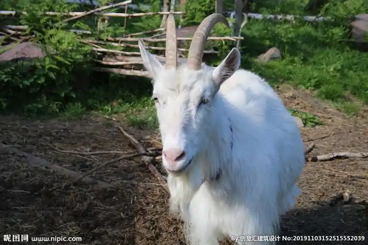 山羊摄影图__家禽家畜_生物世界_摄影图库_昵图网nipic.com