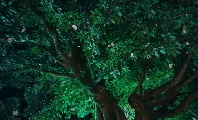 《司藤》藤开花,同根缘,司藤秦放不得不说的一些小秘密:太可爱