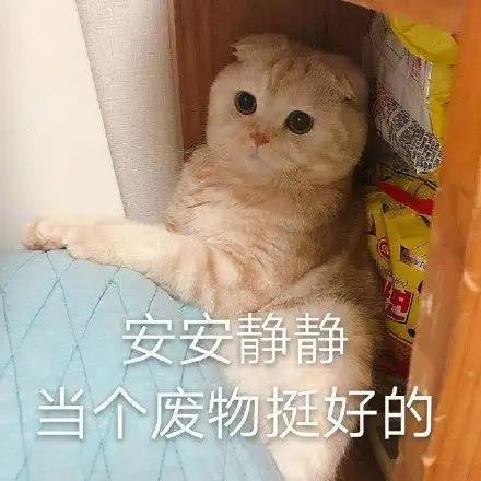 安安静静当个废物挺好的(喵星人表情包)_喵星人_安安静静_当个_废物