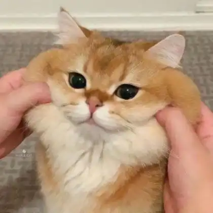 萌宠可爱头像呆萌 高清好看值得一辈子不换的萌宠头像图片_动物头像