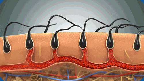 最后,它能牢固发根