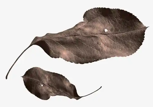 枯树叶免抠素材免费下载_觅元素51yuansu.com