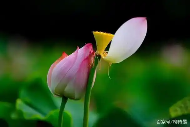 夏日荷花季,摄影拍出意境美,照片优雅有新意