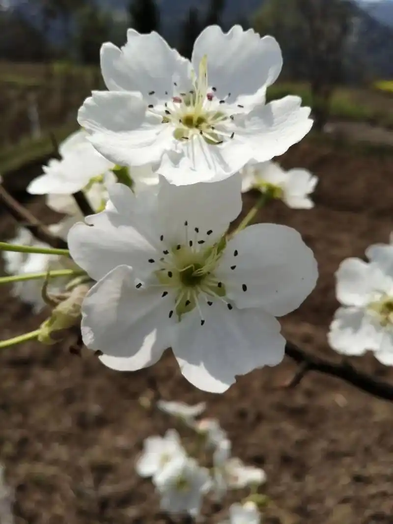 回到老家打扫卫生,院边梨花开了,九六年修建的房还可以,现在样式不行