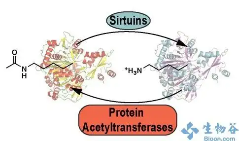 molcell揭示癌细胞代谢的新型控制靶点乙酰化作用