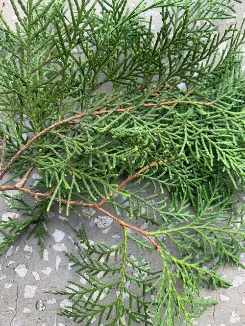 第一次尝试,如果好用的话后期分享使用效果00#脱发  #侧柏叶生发