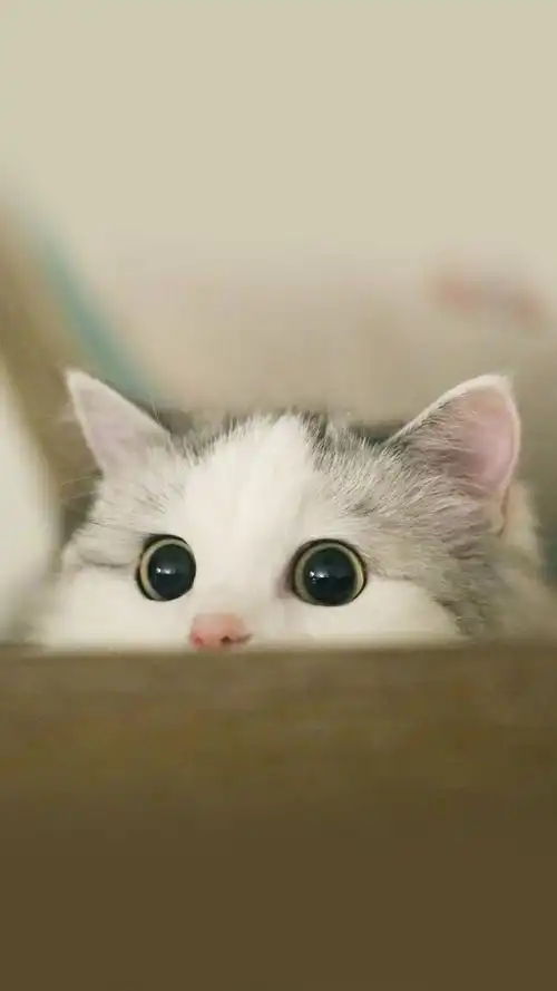 猫咪,猫咪,喵星人,可爱动物,萌萌哒,萌宠,手机壁纸向萌猫势力低头