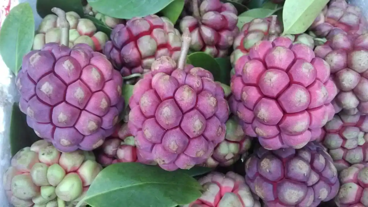 这些冷门又少见但非常美味的水果,你都吃过哪些?