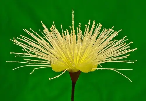 图片画廊 动物植物                            &