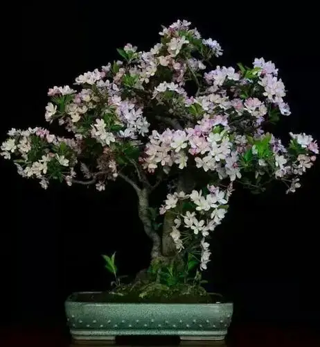 盆景欣赏(80)海棠盆景