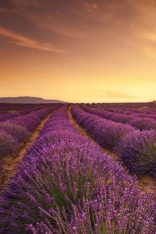 壁纸 薰衣草田,日落,阳光 1920x1440 hd 高清壁纸, 图片, 照片