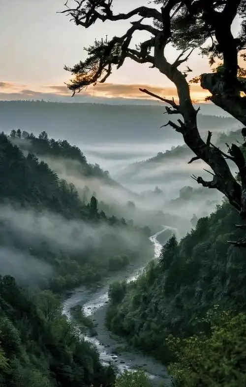 山岳巍峨雾松柏的美景是大自然赐予我们的瑰宝