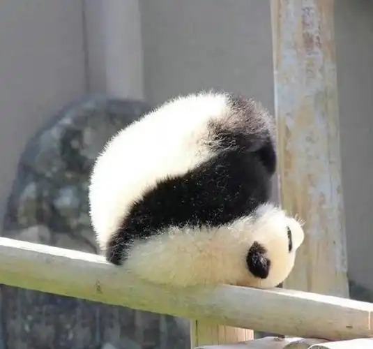 真熊猫头像你能叫出他们的名字吗