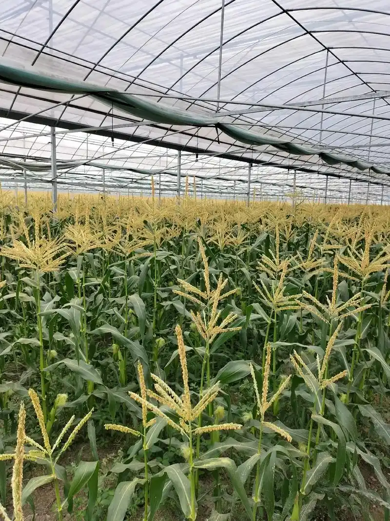 野生茨菇紫圆一号"是江苏农学院最近育成的茨菇新品种.