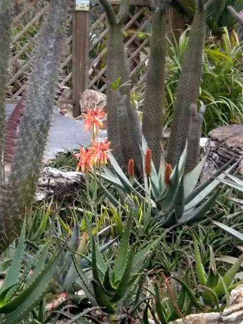 芦荟:寒风绽放的非洲美人