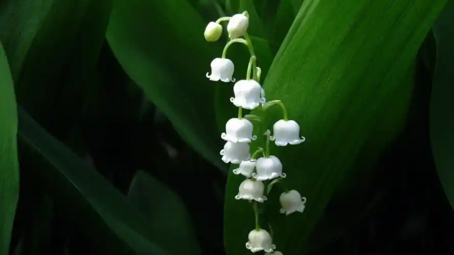 绿色护眼小清新壁纸图片