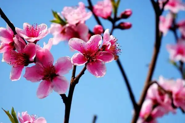 桃花图片大全桃花花语及寓意关于桃花的诗句有