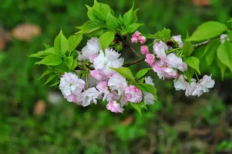 樱花花瓣美丽纯洁,层层花瓣就像一个个夹心小面包.